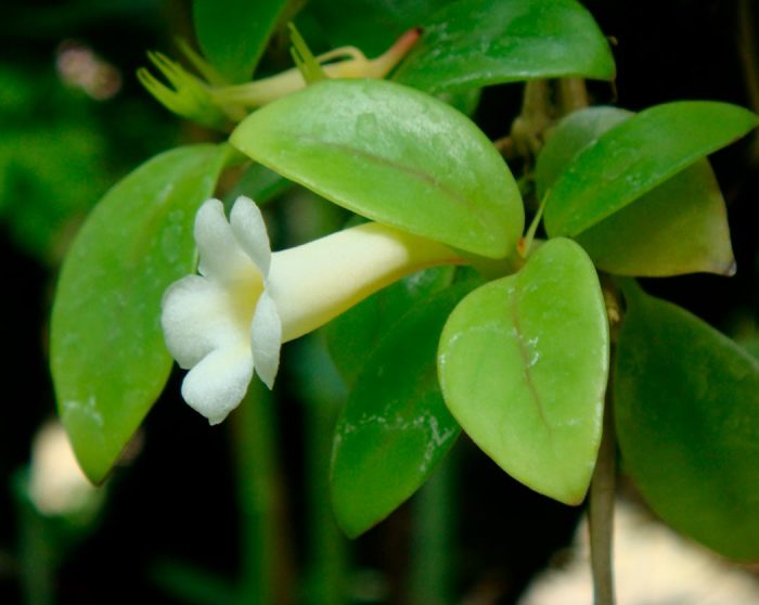 Кодонанта элегантная (Codonanthe elegans)