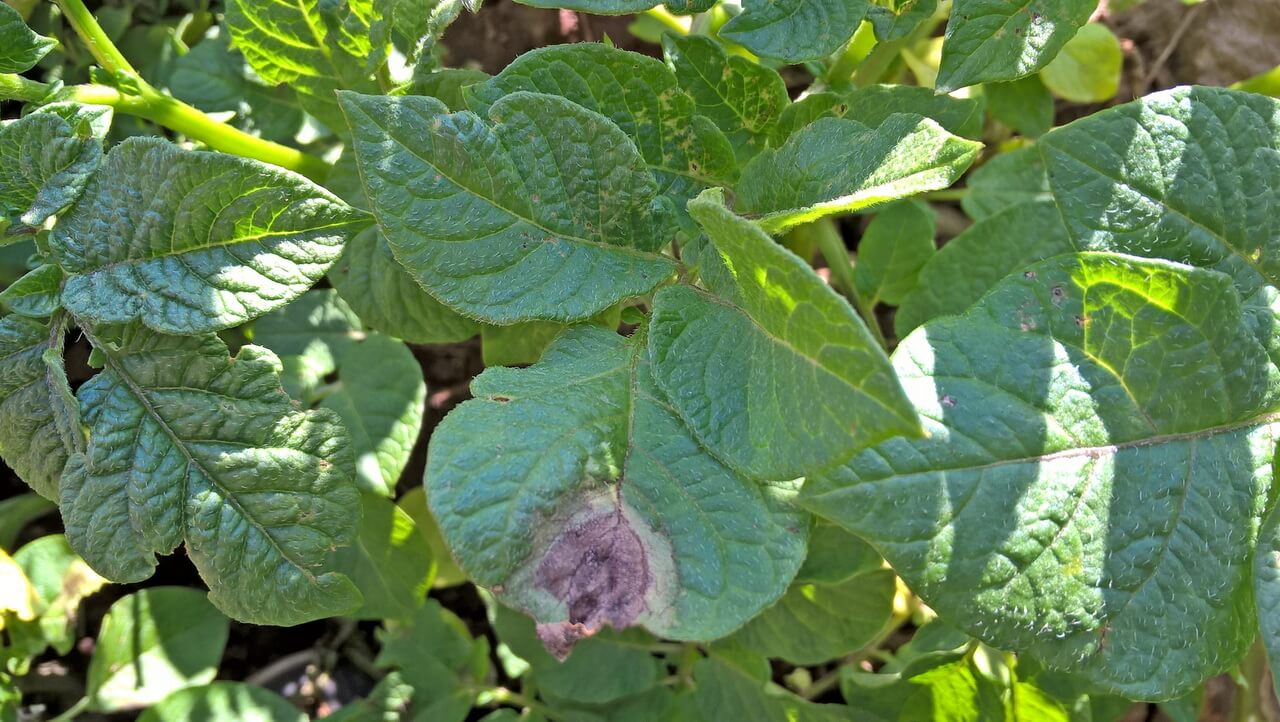 Фитофтороз картофеля