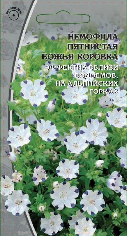 Божья коровка