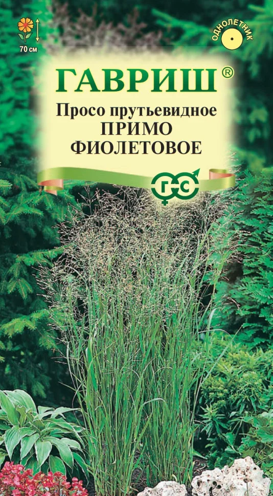 Примо фиолетовое