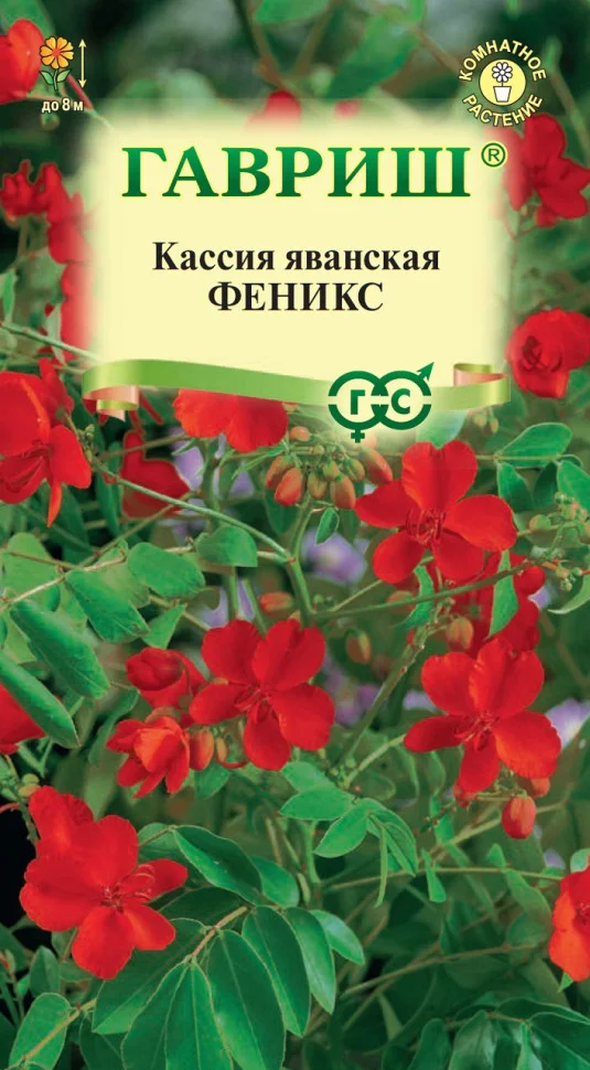 Феникс яванская