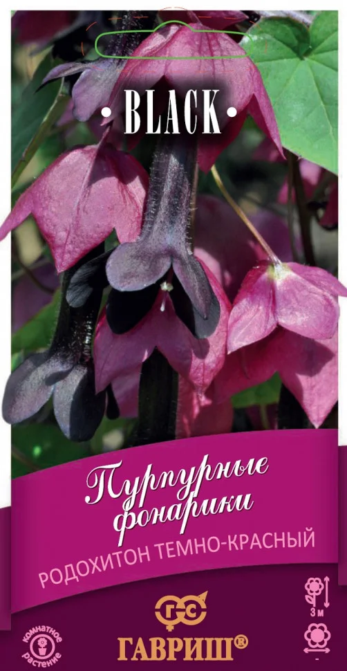 Пурпурные фонарики