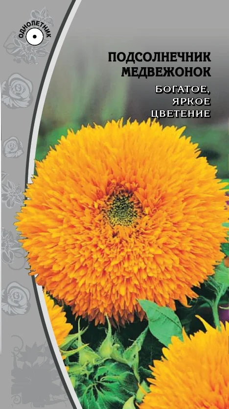 Миниатюра изображения сорта Медвежонок