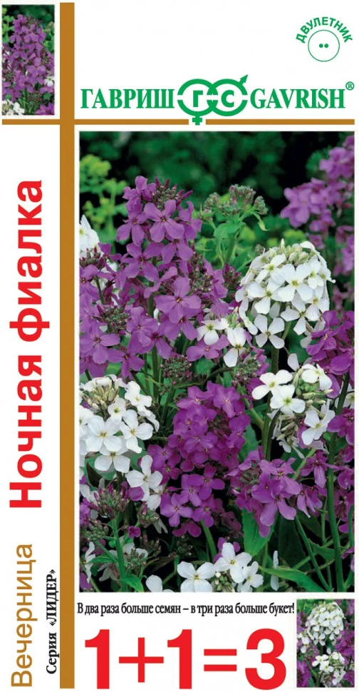 Ночная фиалка