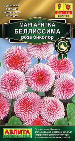 Беллиссима роза биколор