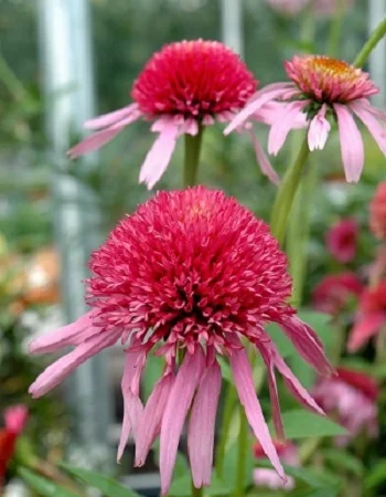 Дабл скуп Бабл Гам