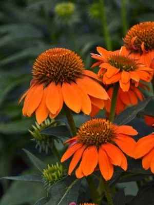 Сомбреро Адоби Оранж