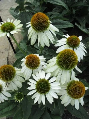 Сомбреро Бланко