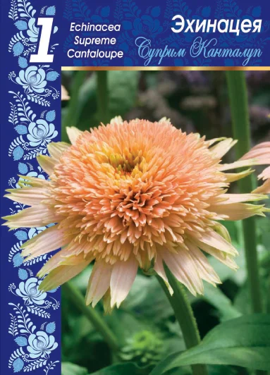 Суприма Канталуп