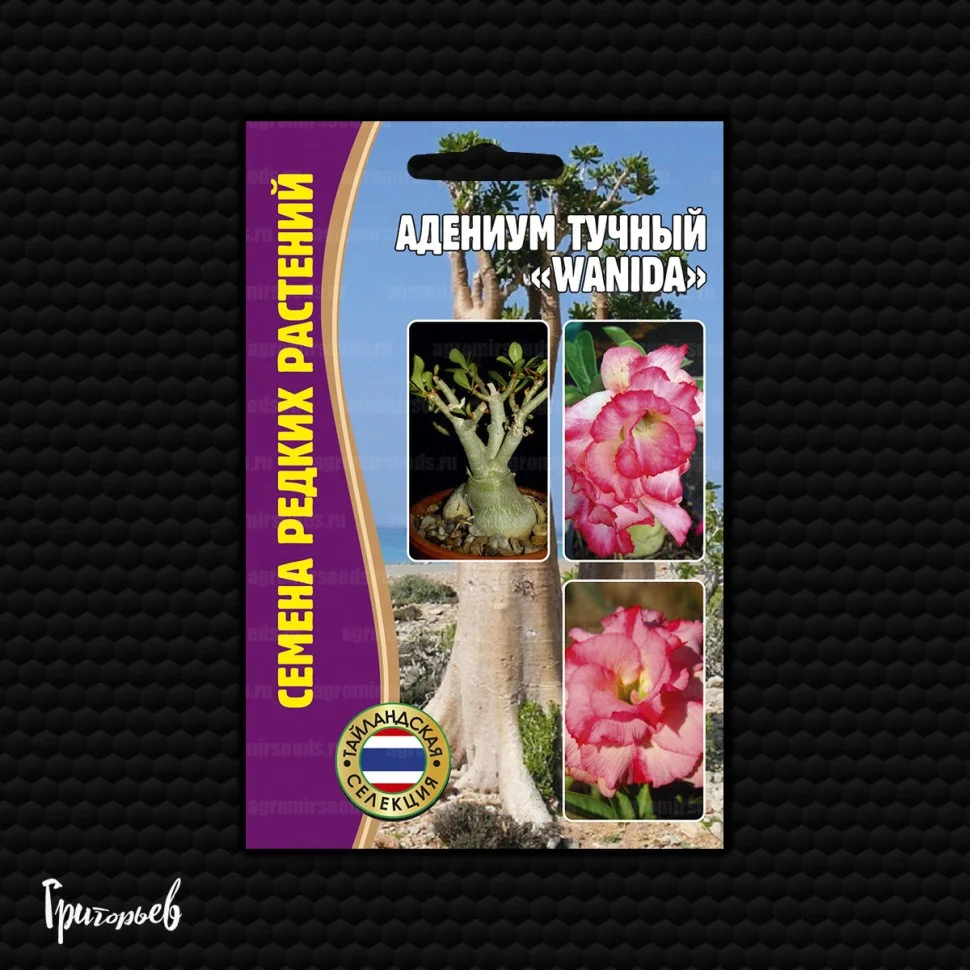 Фиолетовая королева