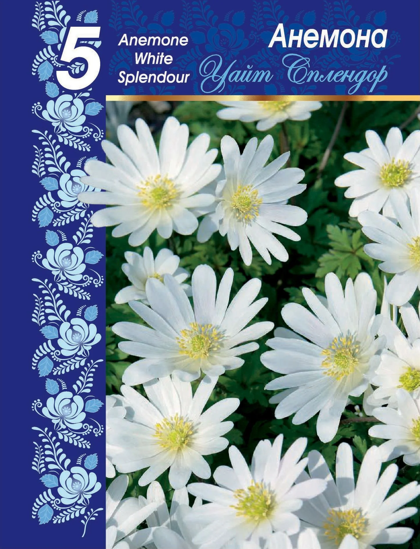 Уайт Сплендор