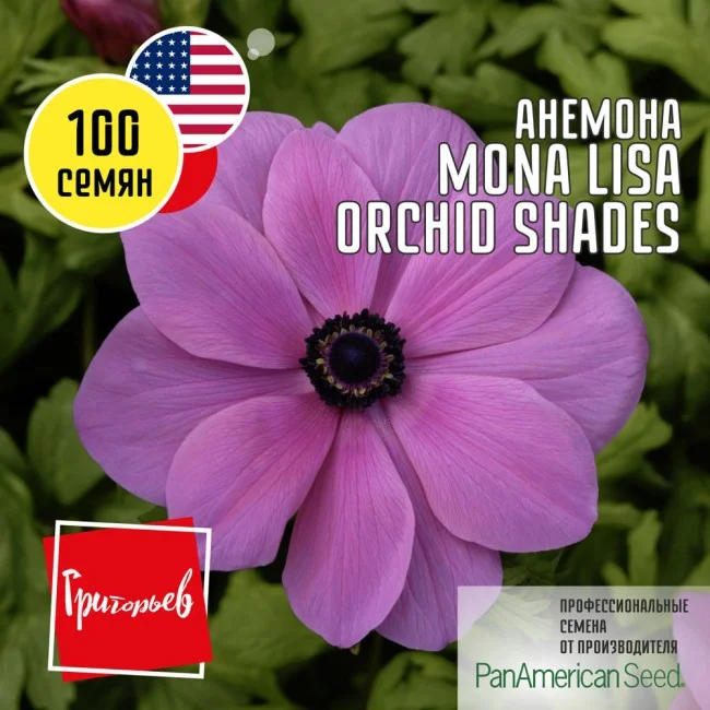 Mona Lisa Orchid Shades