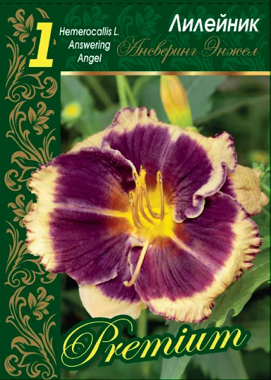 Ансверинг Энжел