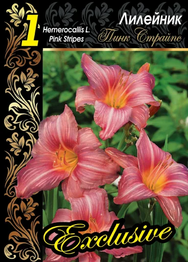 Пинк Страйпс