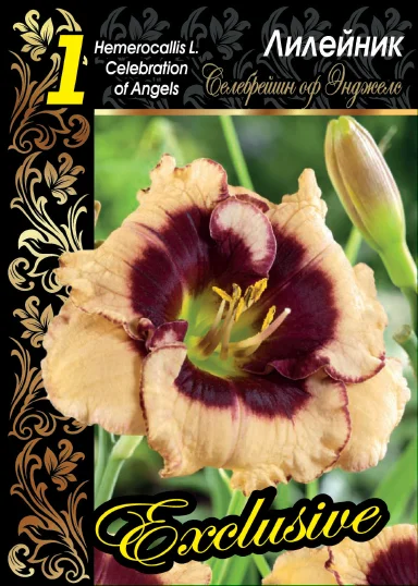 Селебрейшен оф Эйнджелс