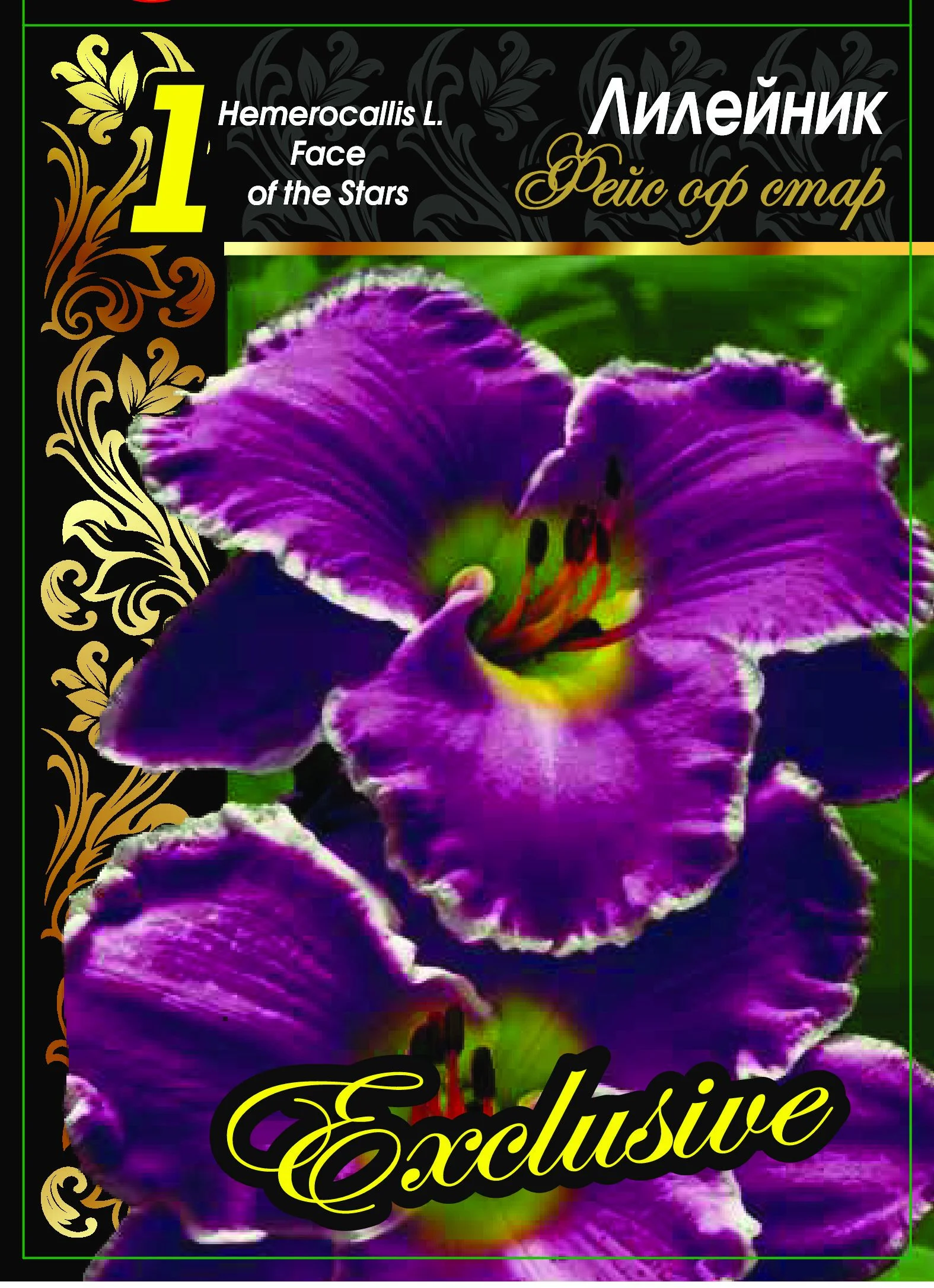 Фейс оф ве старс