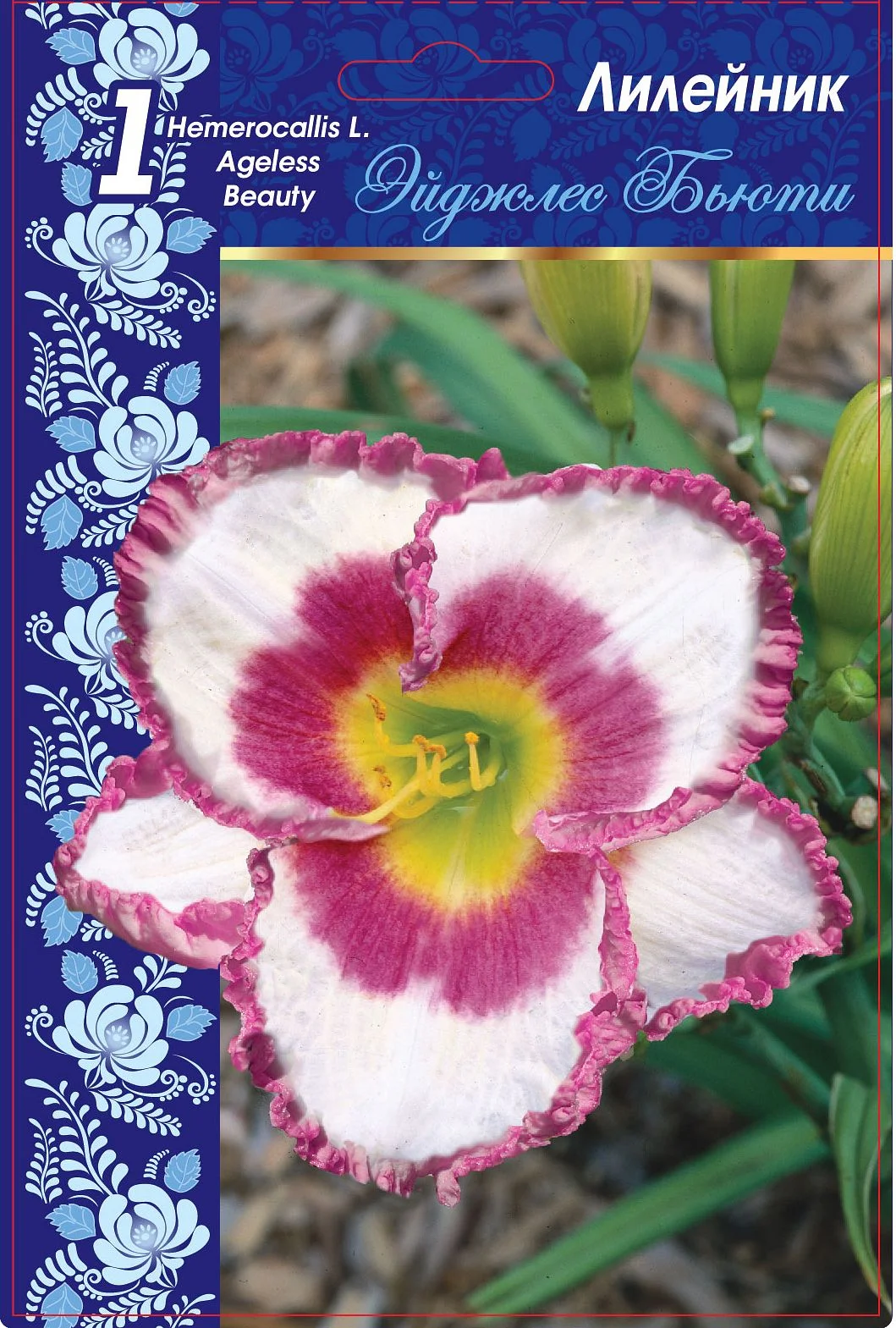 Эйджлес Бьюти