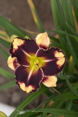 Эндуранс Триппед Пойнт1 шт