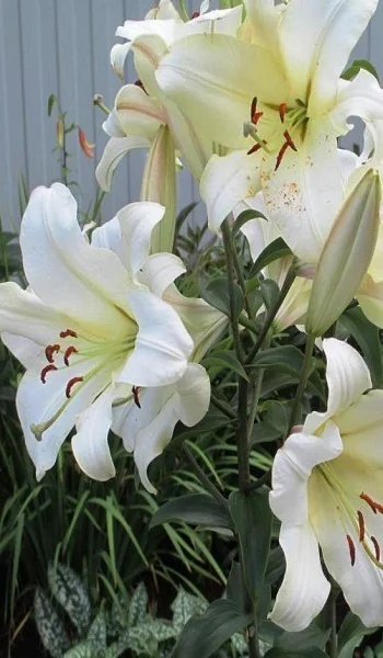 Лилейное дерево Претти Вумен