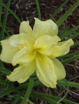 Дабл Ривер Вай