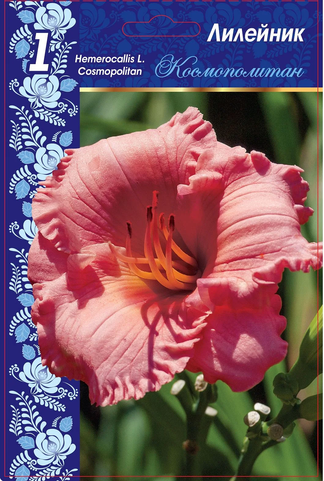 Космополитен