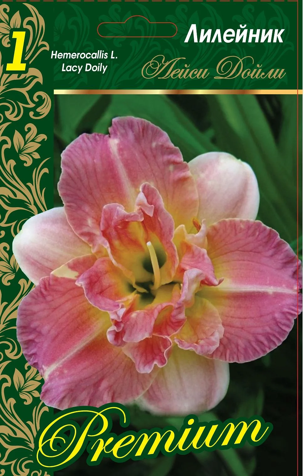 Лейси Долли