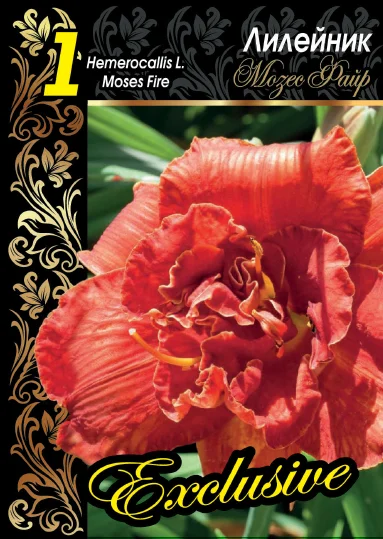 Мозес Файер