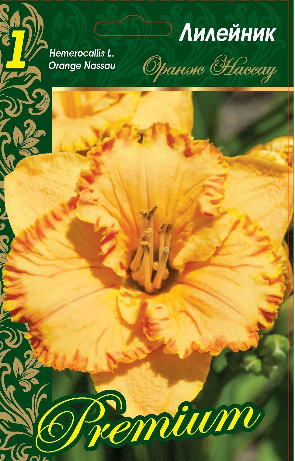 Оранж Нассау