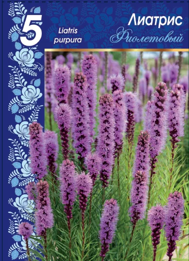 Фиолетовый