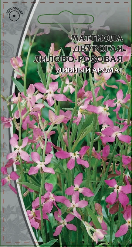 Лилово-розовая