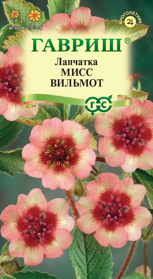 Мисс Вильмотт