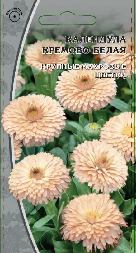 Миниатюра изображения сорта Кремово-белая 