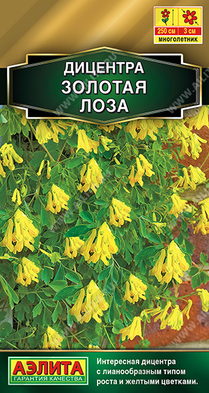 Золотая лоза