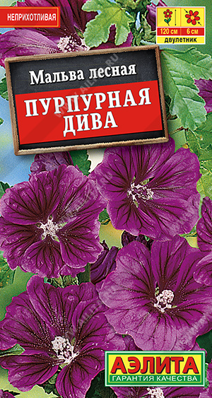 Пурпурная дива