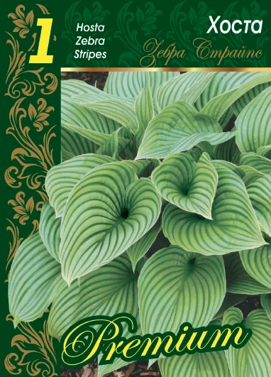 Зебра Страйпс