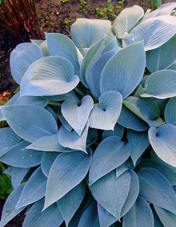 Канадиан Блю