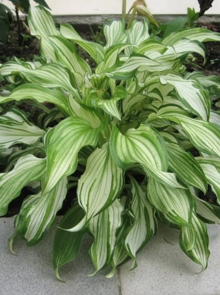 Киви Сперминт