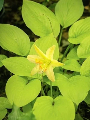 Миракл Лемони