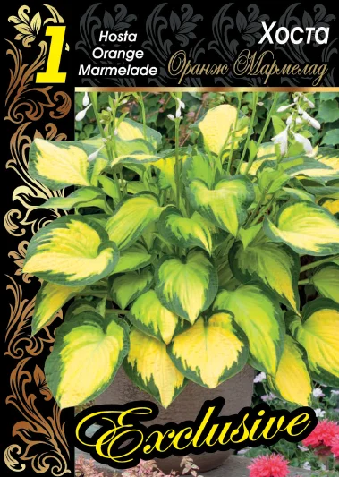 Оранж Мармелад