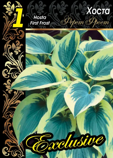 Ферст Фрост