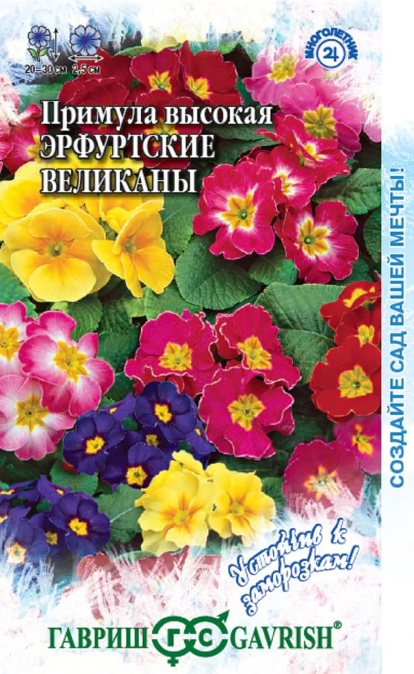 Эрфуртские великаны
