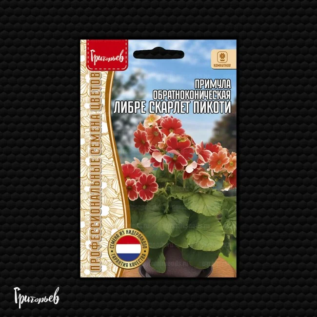 Либре Скарлет Пикоти