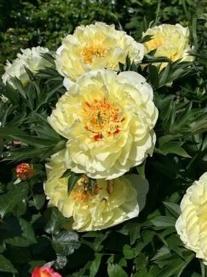 Йеллоу Краун