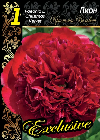 Кристмас Велвет