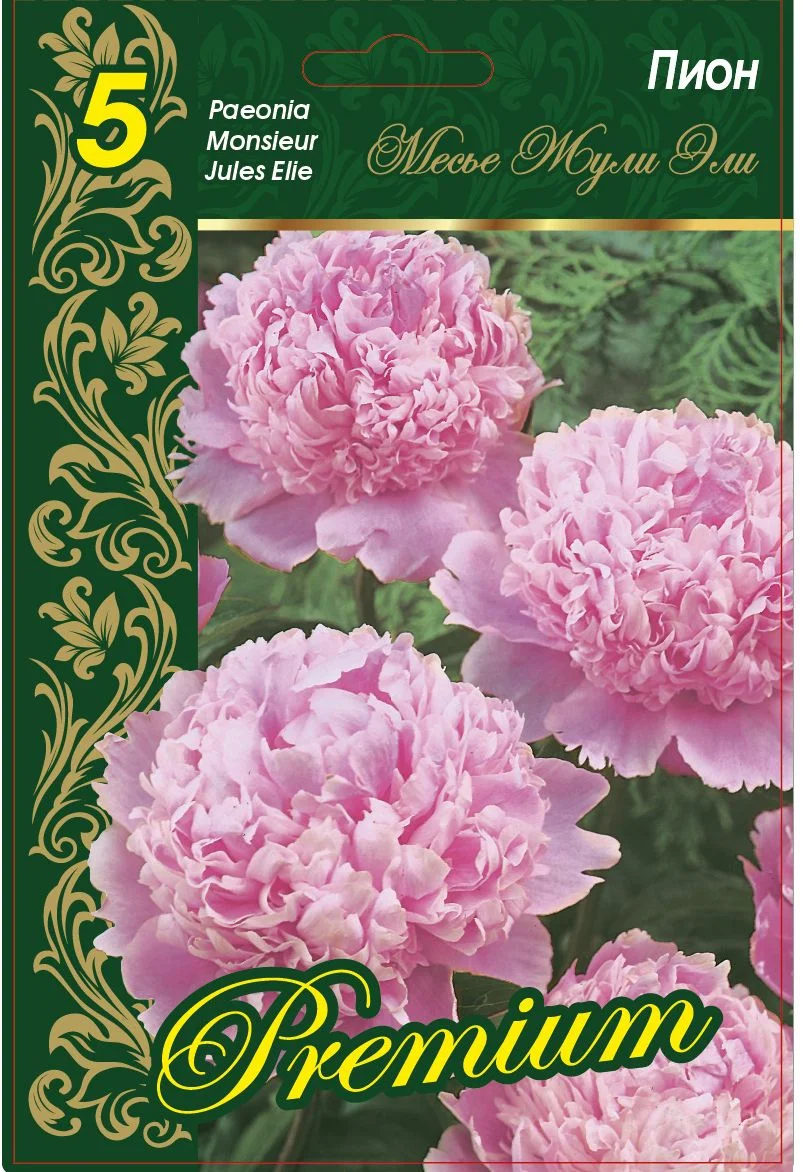 Месье Жюль Эли