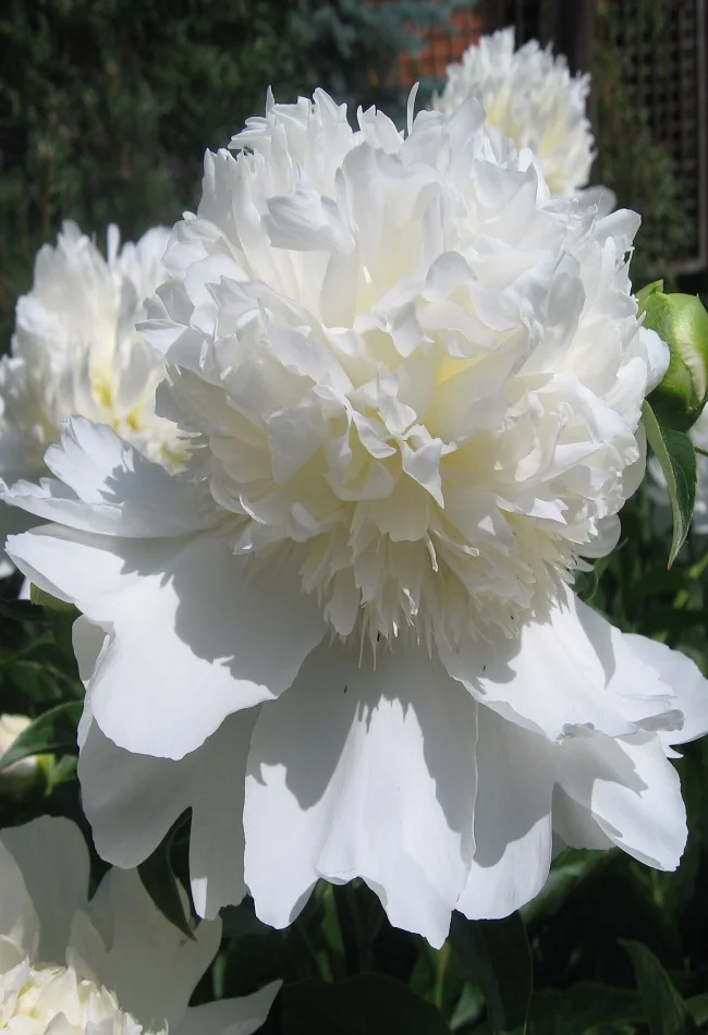 Чарльз Уайт