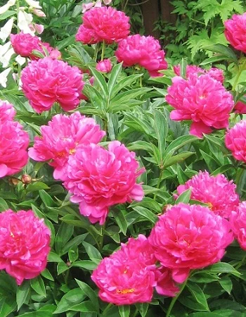 Виктория Де Ла Марн