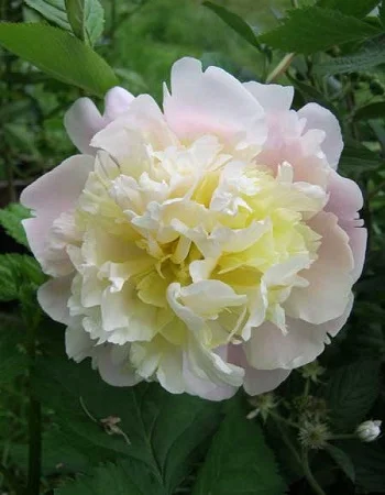 Лаура Десерт