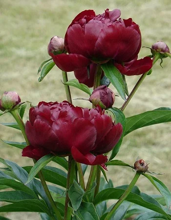 Петер Бранц