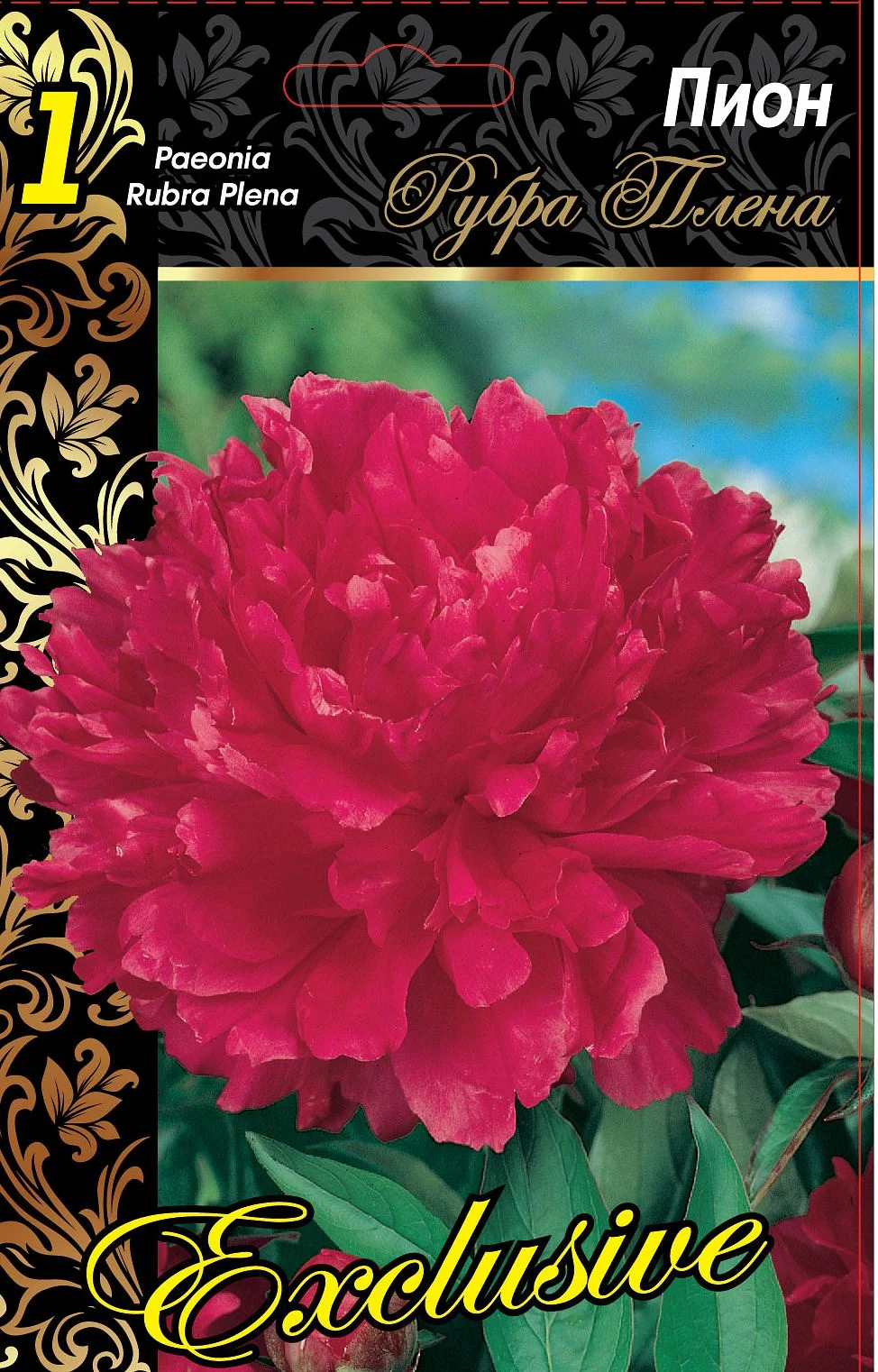 Рубра Плена